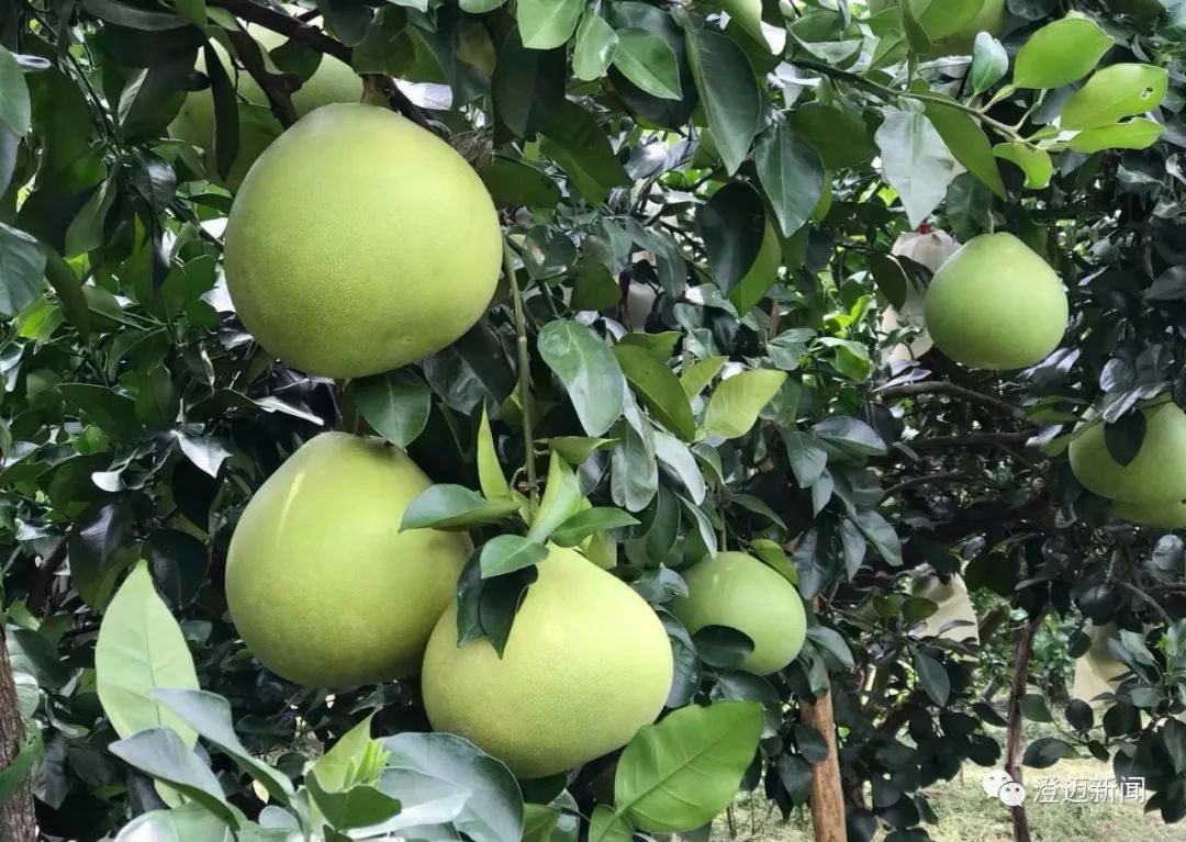 澄迈的柚子夫妇,柚子夫妇合作