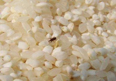 大米生虫怎么办最简单的方法,大米生虫怎么办最有效方法