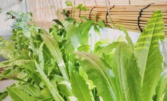 在家种菜,不用土不用肥,“一张纸”就搞定