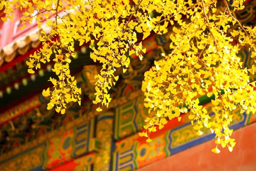 从北京到俄罗斯全过程,北京到俄罗斯沿途风景视频