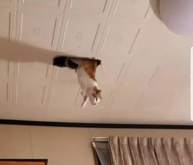 千万别养猫,来自万千网友的血泪控诉