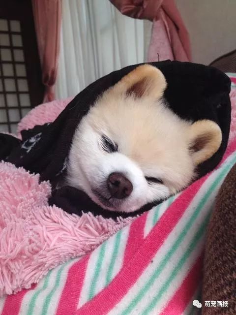 博美犬俊介君,日本博美犬俊介君