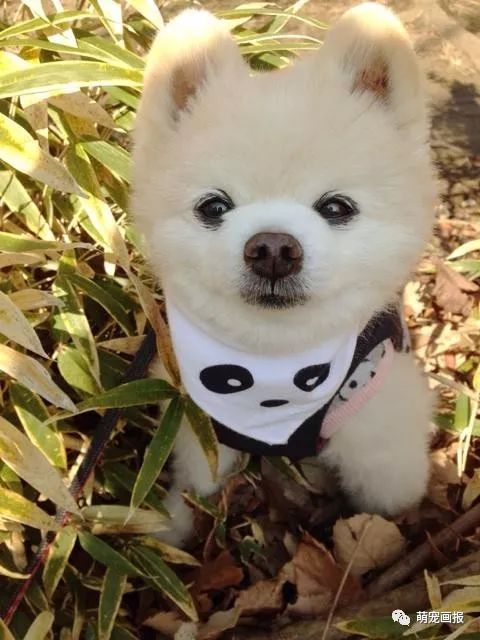 博美犬俊介君,日本博美犬俊介君