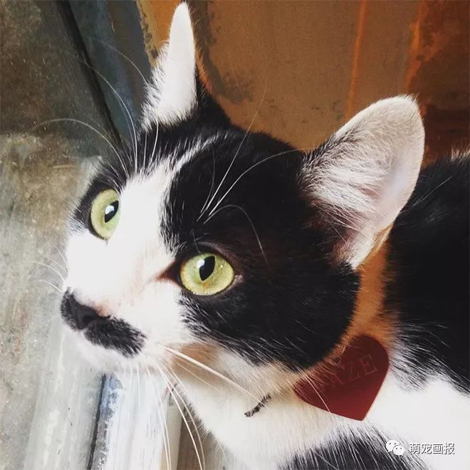 你家有没有这样一只带着小胡子的奶牛猫？