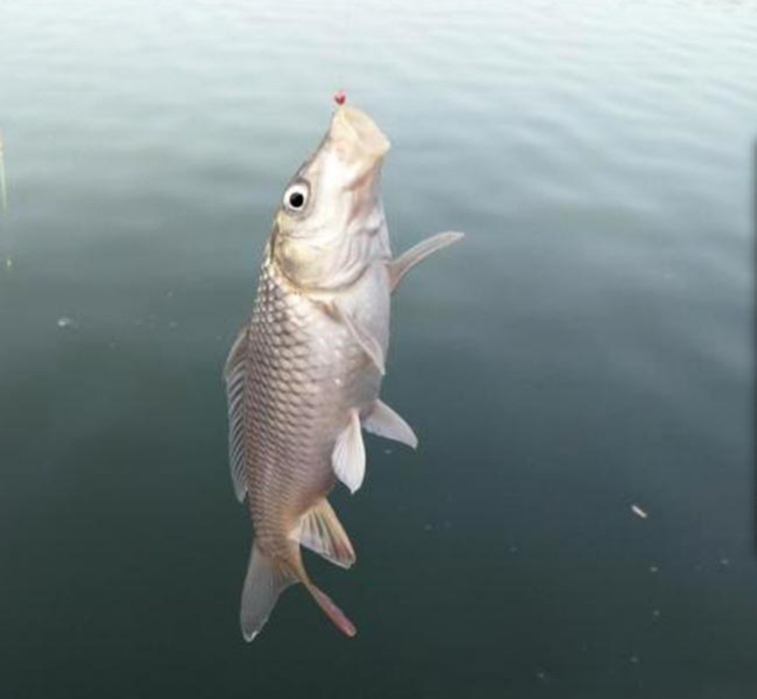 钓鱼什么鱼钩不容易脱钩,钓鱼遇到脱钩怎么办