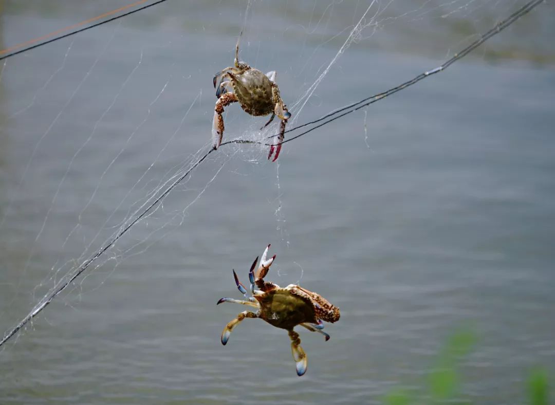 青岛黄岛大棚养梭子蟹,青岛室内养殖梭子蟹