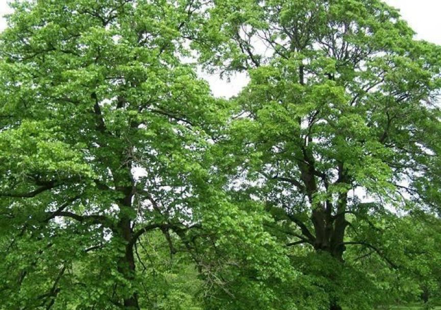 招蜂引蝶的小花园,最容易吸引蝴蝶的植物