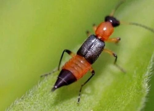 隐形虫叮咬后多久出现征兆,隐翅虫叮咬会死人吗