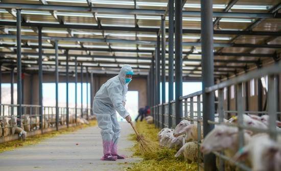 金昌引进新西兰绵羊为畜牧业发展谋“洋财”