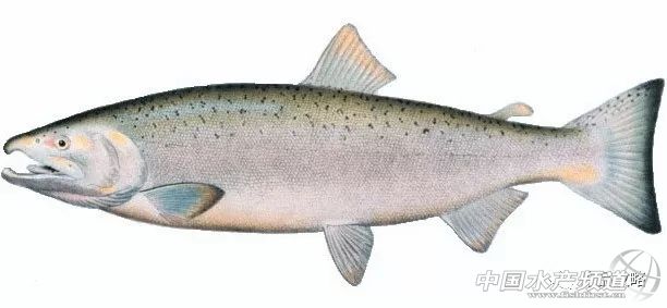 冰冻三文鱼的10种吃法,三文鱼如何挑选最好