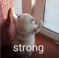 特别专题|比高考语文阅读还难理解的基金会项目信息