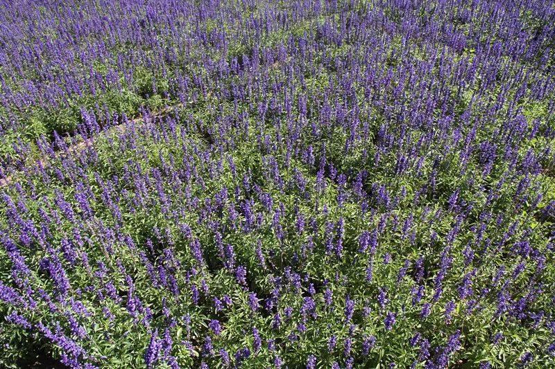 包头花海景点,包头花海美景