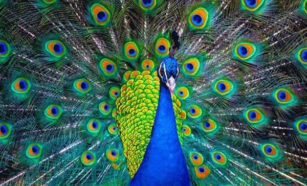 平湖免费景点推荐一下,平湖周边最近的动物园