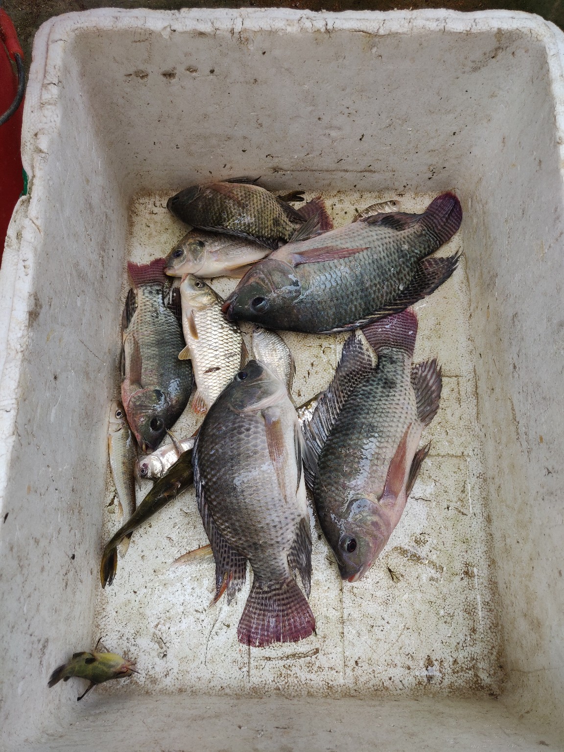 水情不稳定如何钓鱼,水情不明钓鱼必须每次都调漂吗