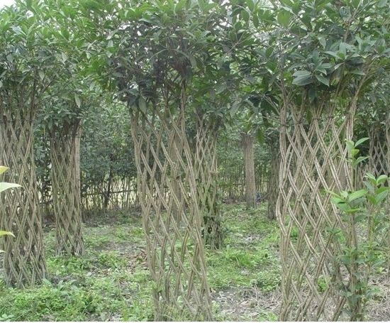 最适合做造型苗的10大树种