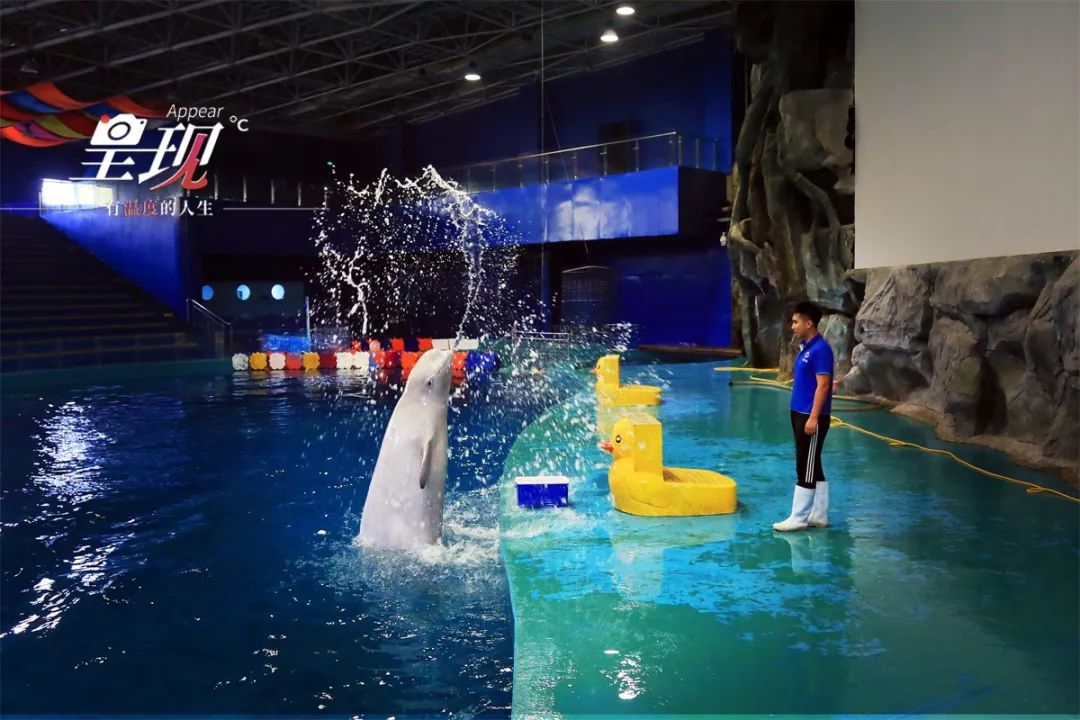 呈现|从海军战士到“海豚恋人”,人鱼相眷,恰似你的温柔……