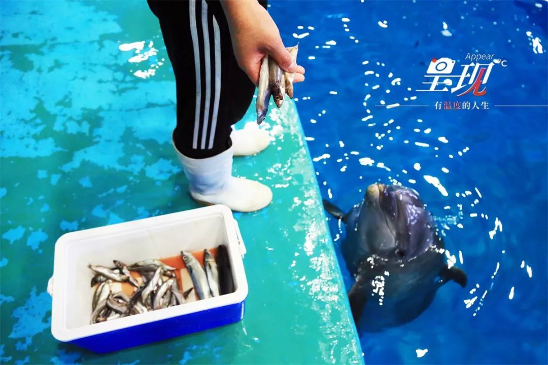 呈现|从海军战士到“海豚恋人”,人鱼相眷,恰似你的温柔……