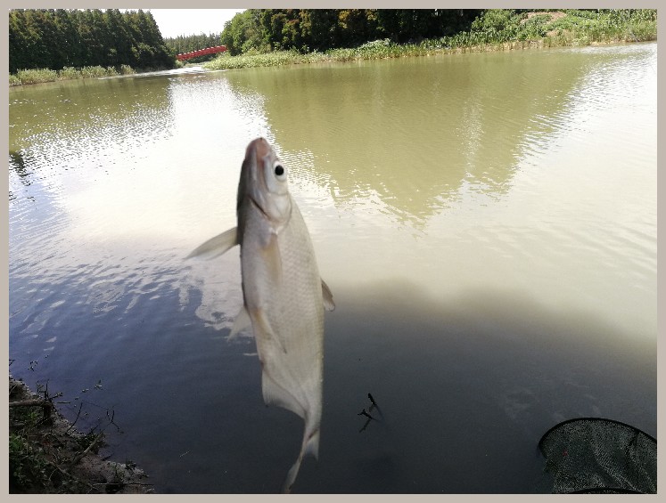 异地最后一次作钓，江鳊鱼获全部送邻居