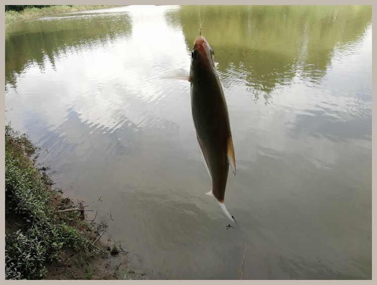 异地最后一次作钓，江鳊鱼获全部送邻居