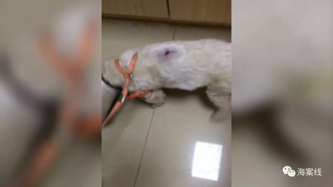 狗咬狗,咬死狗,狗主人需要赔偿吗?