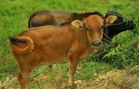 对小人绝不手软的三大生肖属相,这几大生肖成事不足还输人品