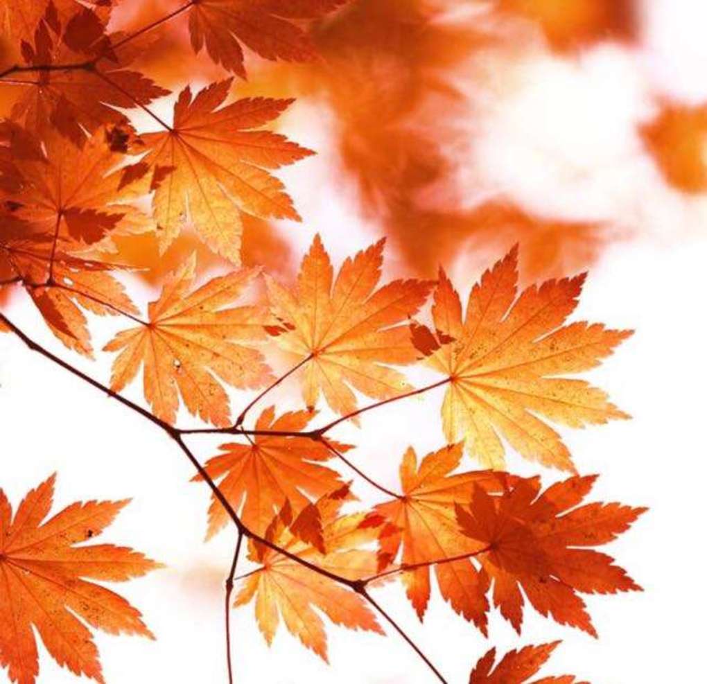 今日白露｜朝露凝白便是蒹葭苍苍的秋凉时节