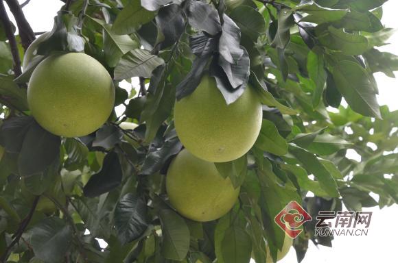 柑橘标本,柑橘博物馆项目