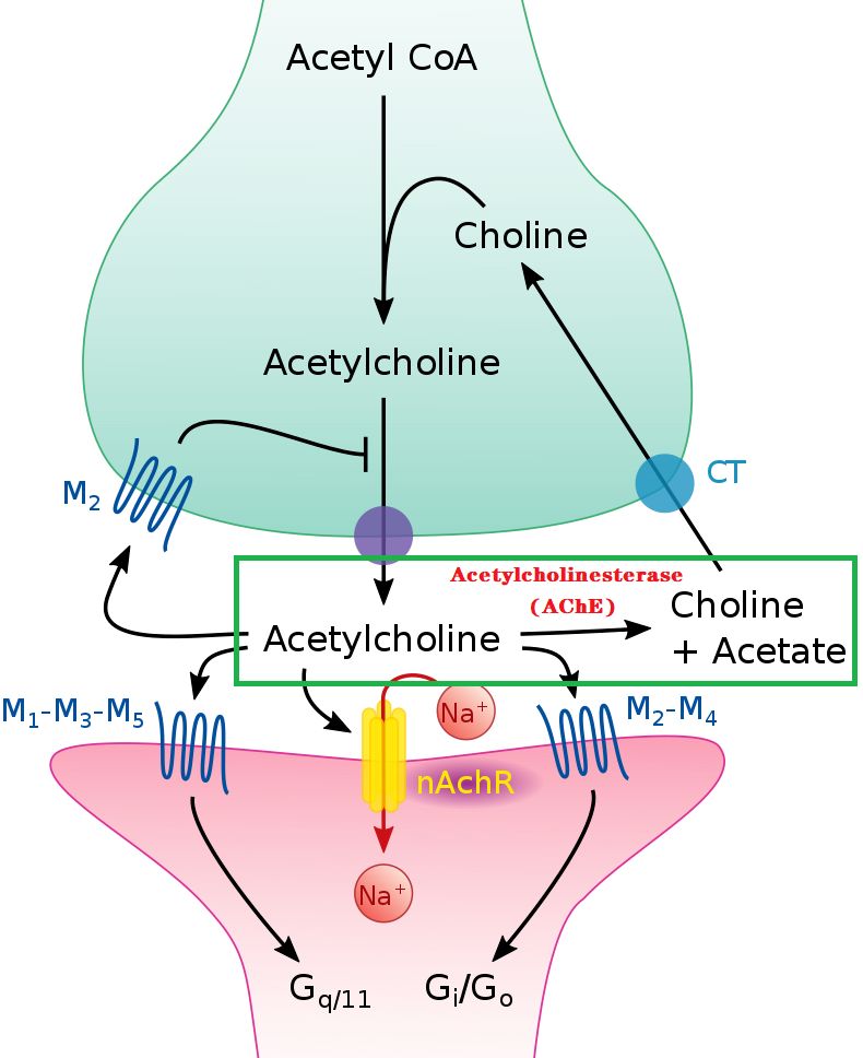 拓哥看药厂：1.Novartis/诺华,五十六2001年年报6Pharmaceuticals前二十大药品5