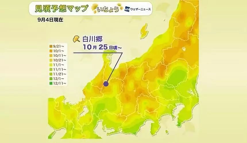 日本银杏叶保存,2019日本赏银杏
