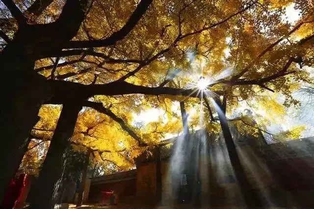 日照春天最值得游玩的地方,日照最新游玩攻略导图