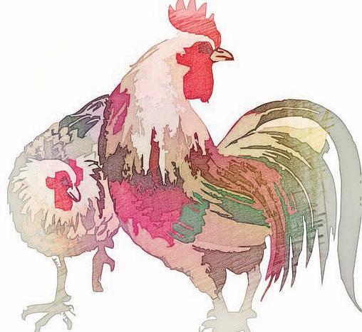 猴鸡狗猪十二生肖顺序,鸡虎牛狗猪猴生肖