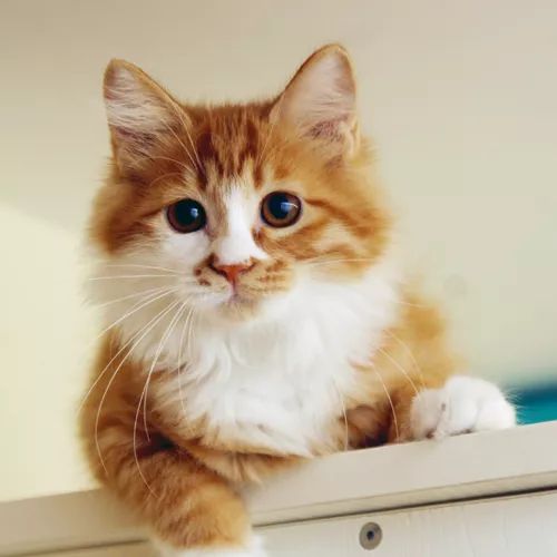 领养猫咪哪一种年龄最合适,领养一只小猫咪的十个理由