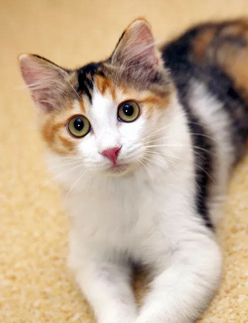 领养猫咪哪一种年龄最合适,领养一只小猫咪的十个理由