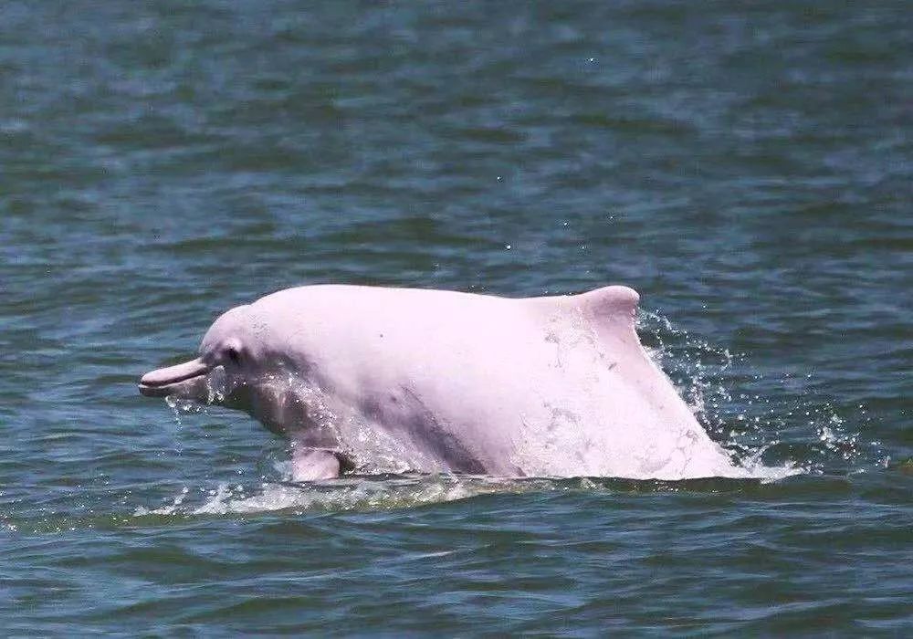 与穆雷相约球场｜公益慈善足球赛等你来战助力保护中华白海豚