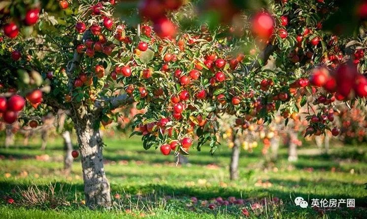 高品质别墅楼盘,稀缺别墅样板间出售