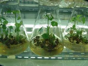 转基因植物培育成功,第一个研究出转基因植物的国家