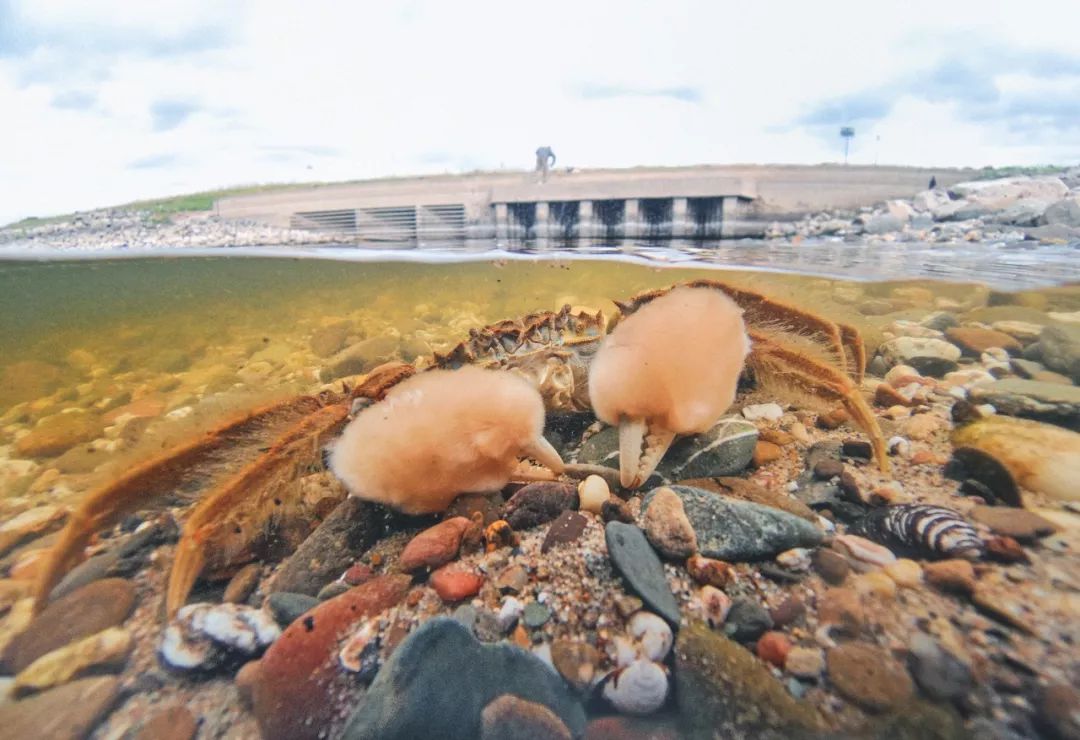 大闸蟹为什么这么好吃,大闸蟹公好还是母好吃