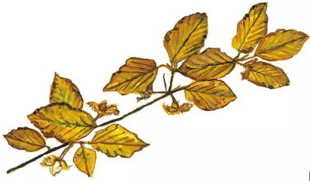 识别树木的最快方法,真假树木鉴别方法