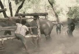 马戏团老虎逃脱后死亡,马戏团老虎脱逃最新结果