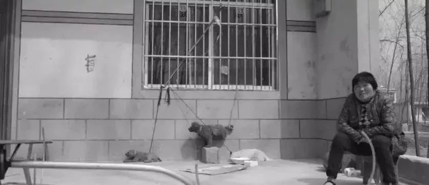 马戏团老虎逃脱后死亡,马戏团老虎脱逃最新结果