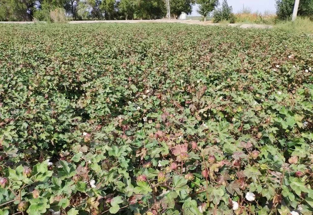 硫酸钾和氯化钾的复合肥区别,氯化钾与硫酸钾的肥效区别在哪里