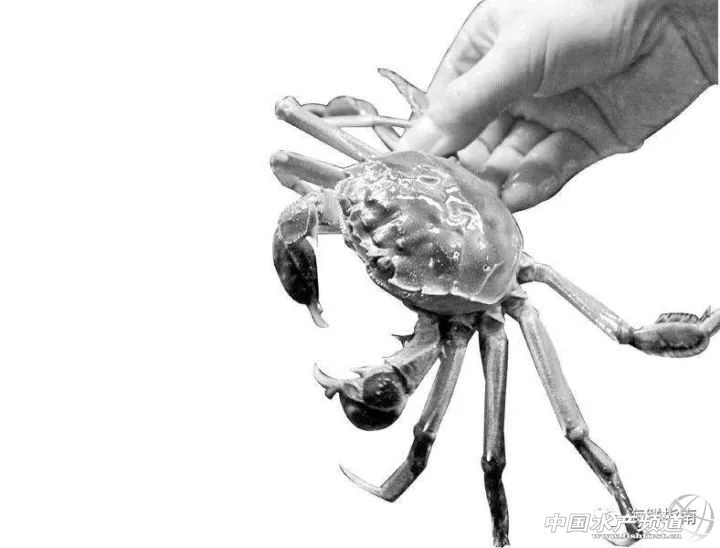 21年大闸蟹最佳食用时间,史上最全的大闸蟹食用指南