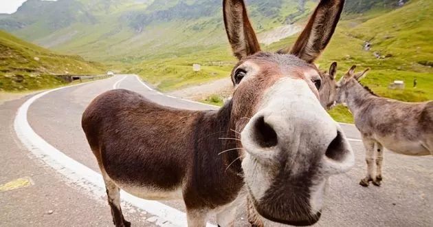 父亲精子正常会不会遗传给儿子,父亲的精子质量会遗传吗