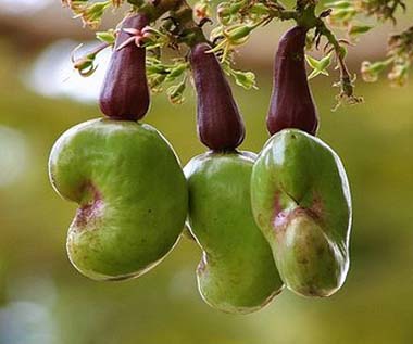 腰果买带皮的还是去皮的,腰果为什么价格差那么多