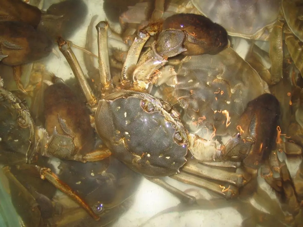 金秋吃蟹有什么讲究,金秋吃蟹攻略教你如何挑好蟹