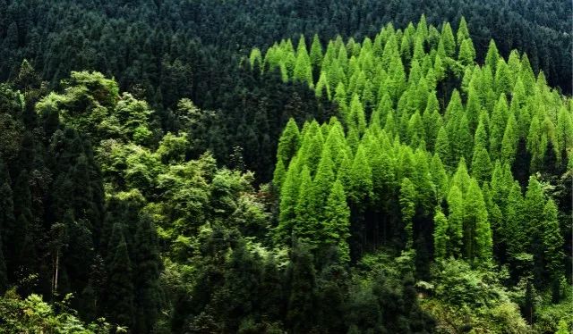 什邡，我想和你谈一辈子恋爱