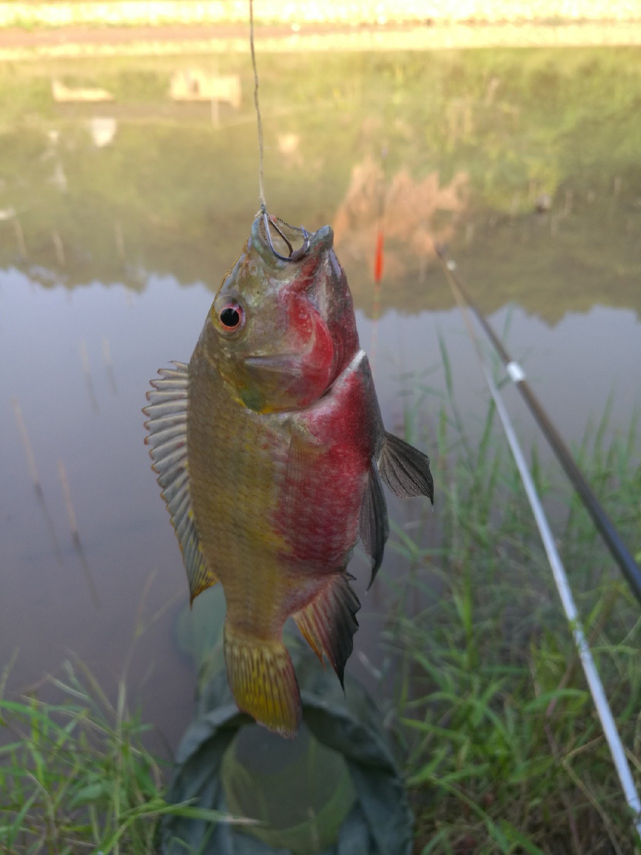 流水钓鱼的正确方法和技巧,流水钓鱼技巧视频海竿