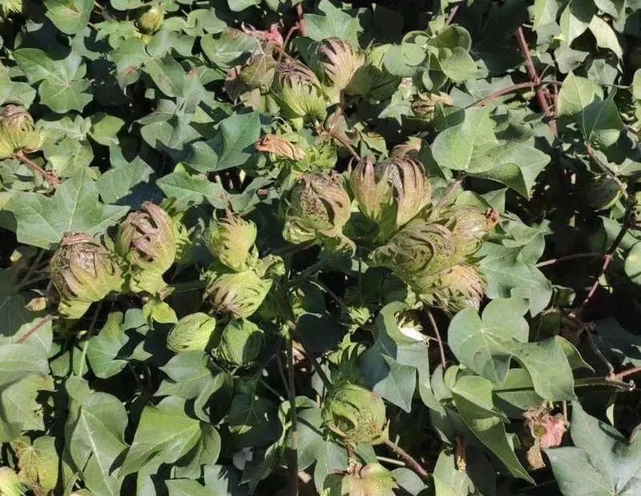 化肥氯化钾与硫酸钾的区别是什么,硫酸钾和氯化钾有什么区别