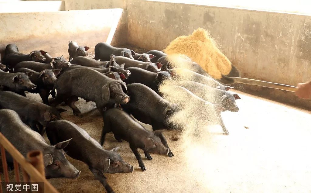 丁磊什么时候开始养猪,丁磊养的猪是什么品种