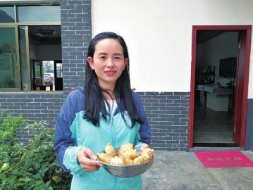 天麻没有根靠什么吸收营养,乌天麻的特点